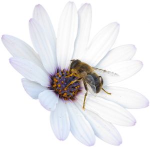 Womens Wellbeing Reflexology. Bee and flower