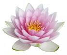 Meditation & Relaxation Classes. Lotus